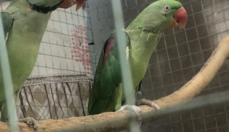 Parakeets for sale in Sweden