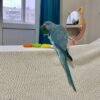 indian ringneck parakeet for sale