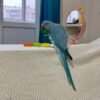 indian ringneck parakeet for sale