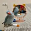 indian ringneck parakeet for sale