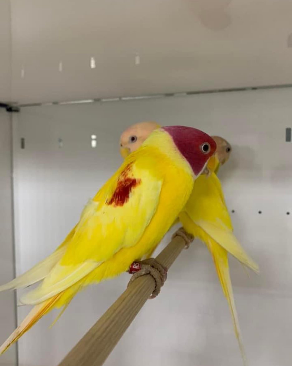 Parakeet birds in Wyoming