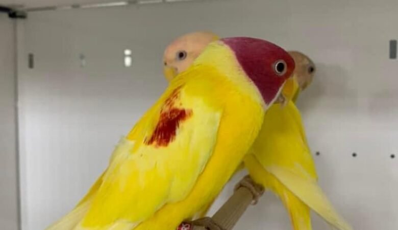 Parakeets for sale in Norway