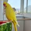 baby parakeets for sale