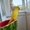 baby parakeets for sale