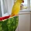 baby parakeets for sale