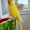 baby parakeets for sale