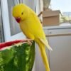 baby parakeets for sale