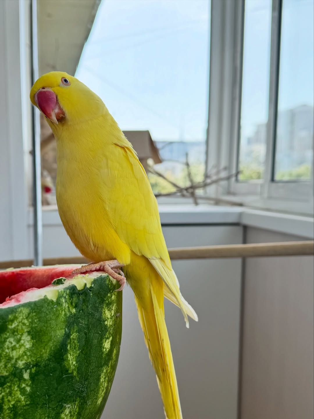 baby parakeets for sale