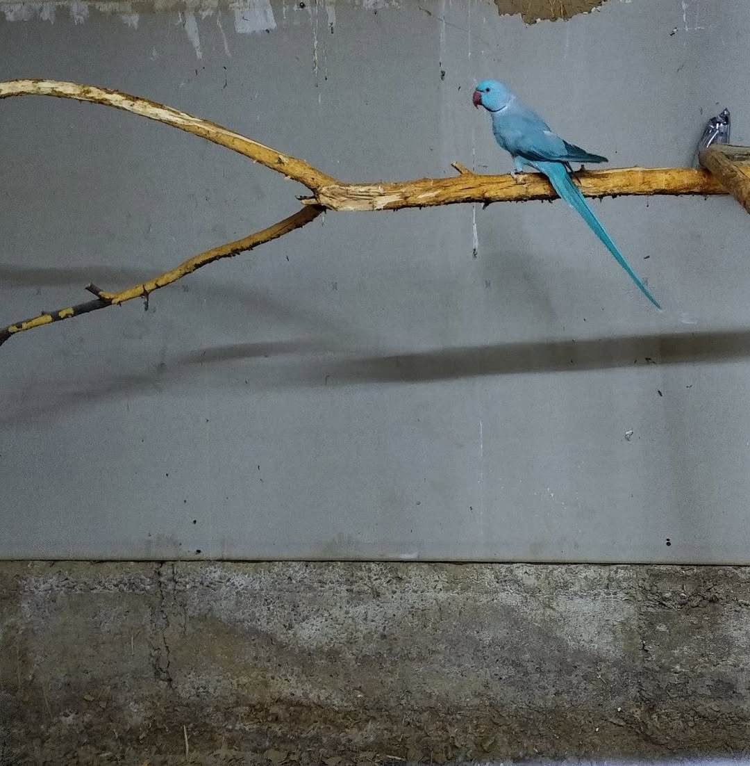 Parakeet birds in Wisconsin