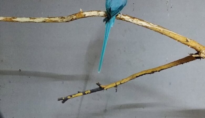 Parakeets for sale in Canada