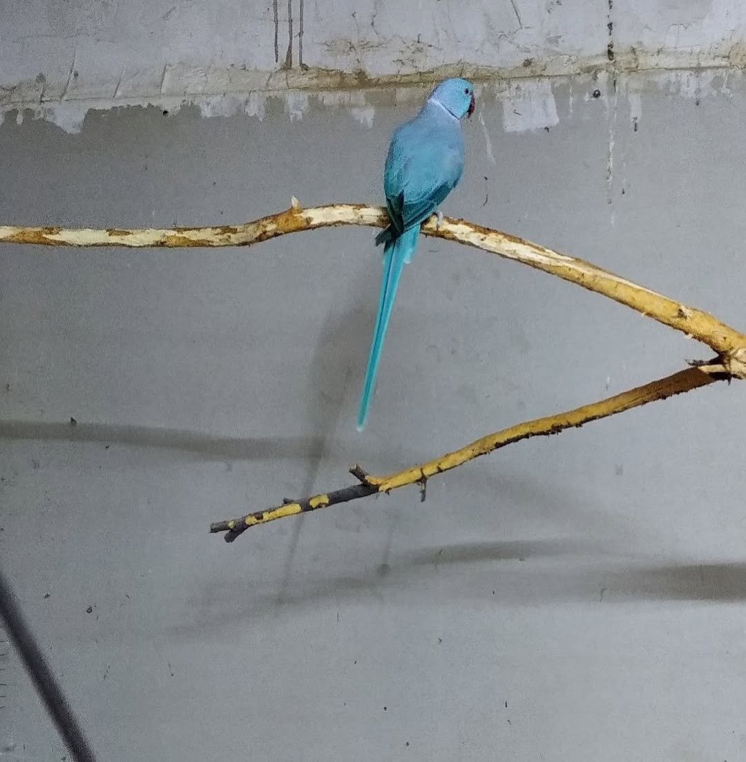 Parakeet birds in South Dakota
