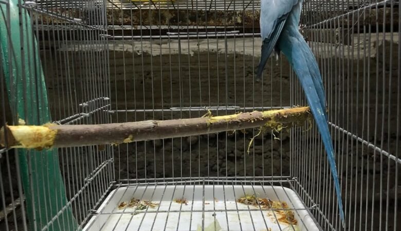 Parakeets for sale in Mexico