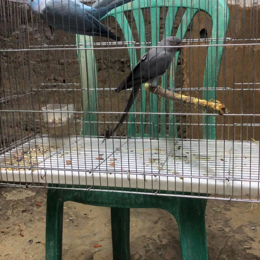 Parakeet birds in Texas
