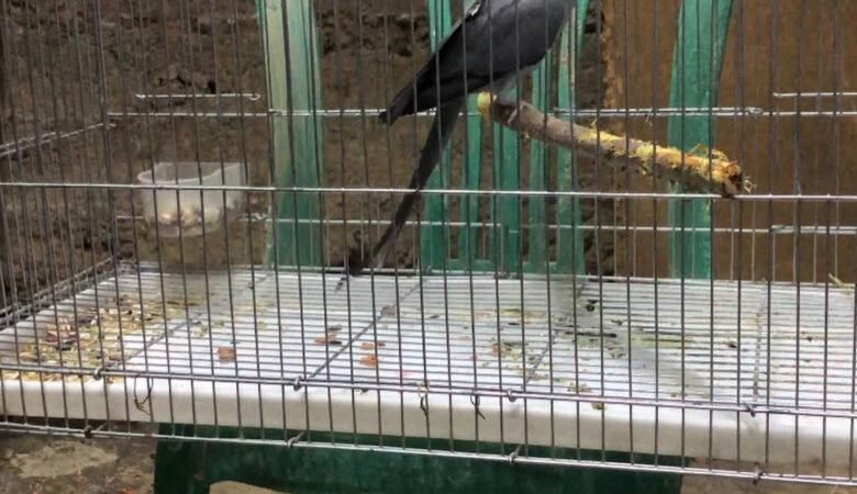 Parakeets for sale in United Kingdom