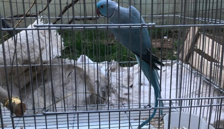 Parakeets for sale in France