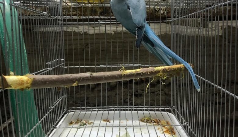 Parakeets for sale in Germany