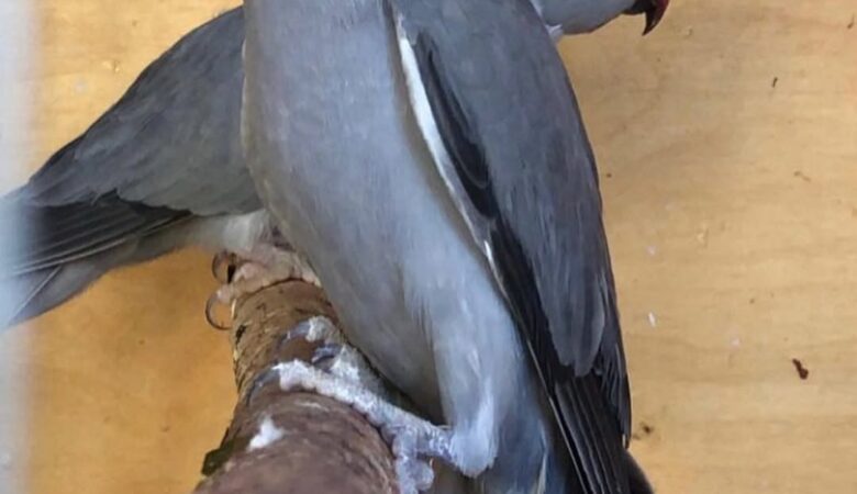 Parakeet breeders in Oregon