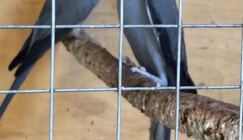 Parakeets for sale in Ireland
