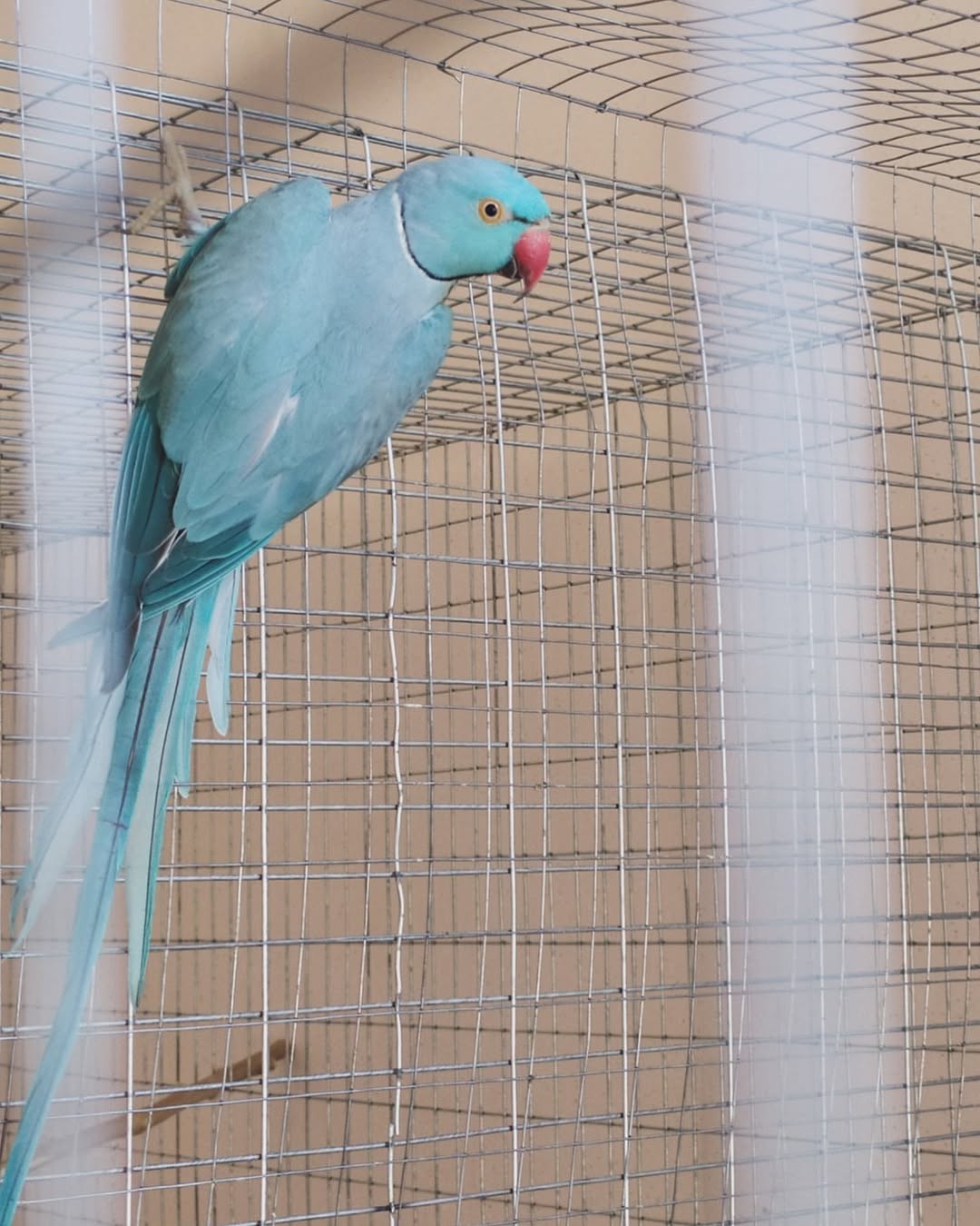 Parakeets for sale in Maine