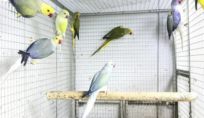 Parakeets for sale in Delaware