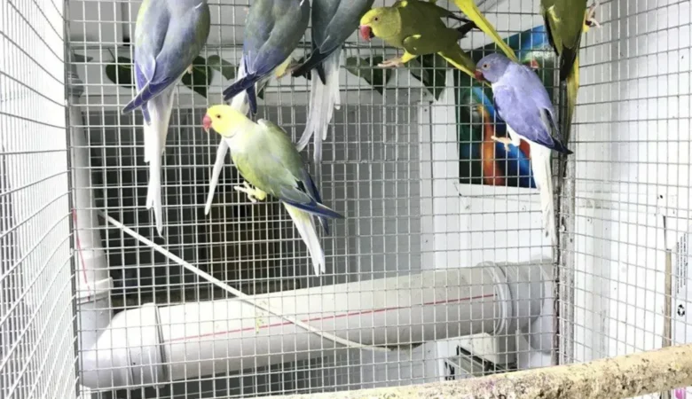 Parakeets for sale in Connecticut