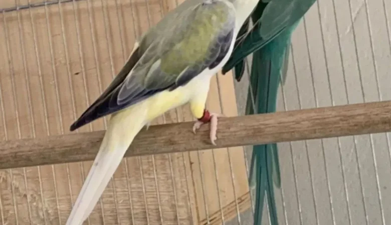 Parakeets for sale in Alabama