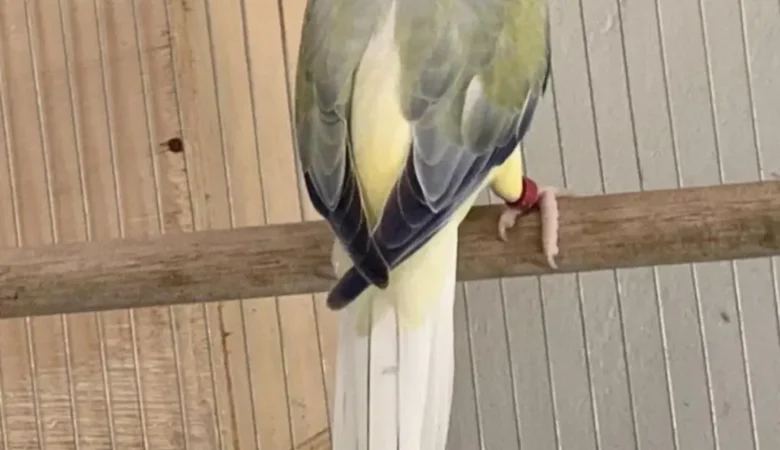 Parakeets for sale in Alaska