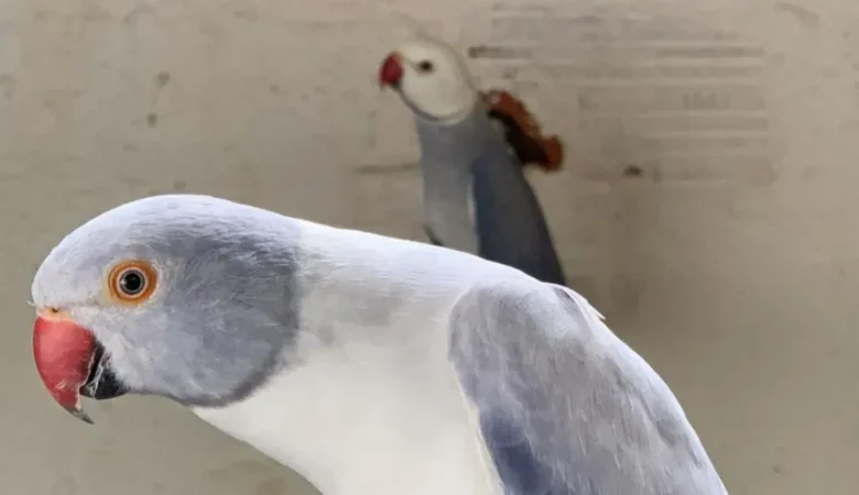 Parakeets for sale in Wisconsin
