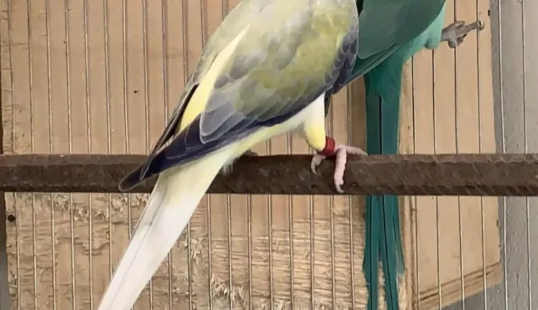 Parakeets for sale in Arkansas