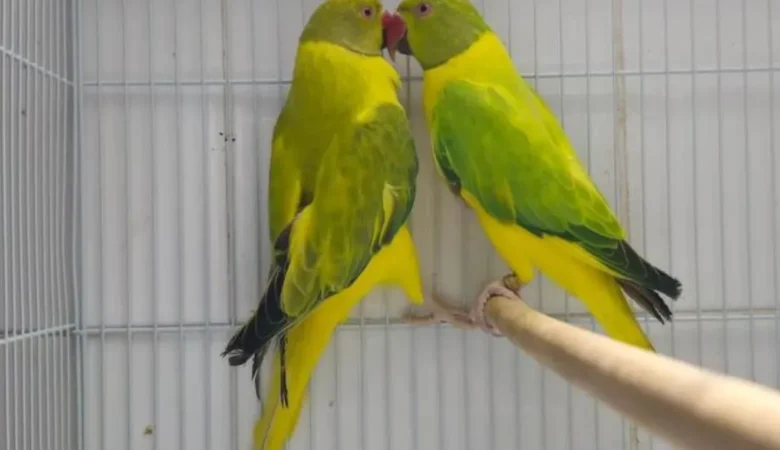 Parakeets for sale in Washington