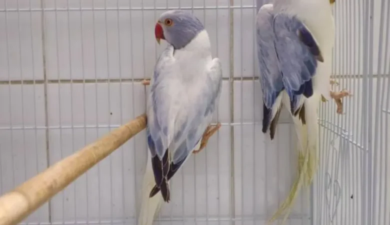 Parakeets for sale in South Dakota