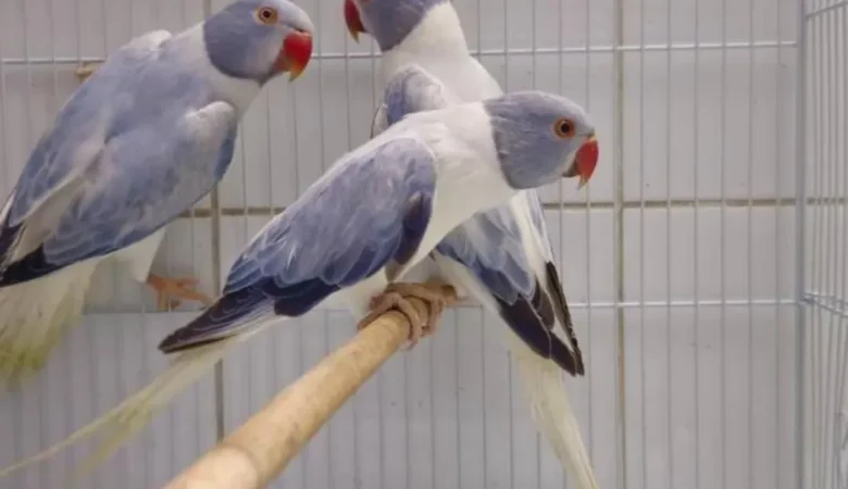 Parakeets for sale in Tennessee