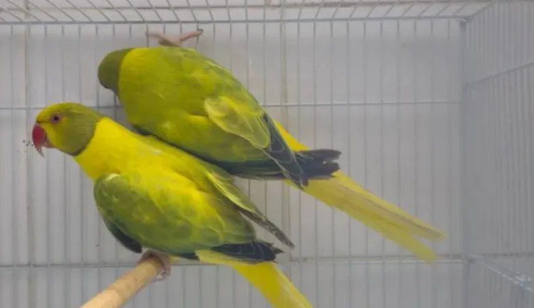 Parakeets for sale in Texas