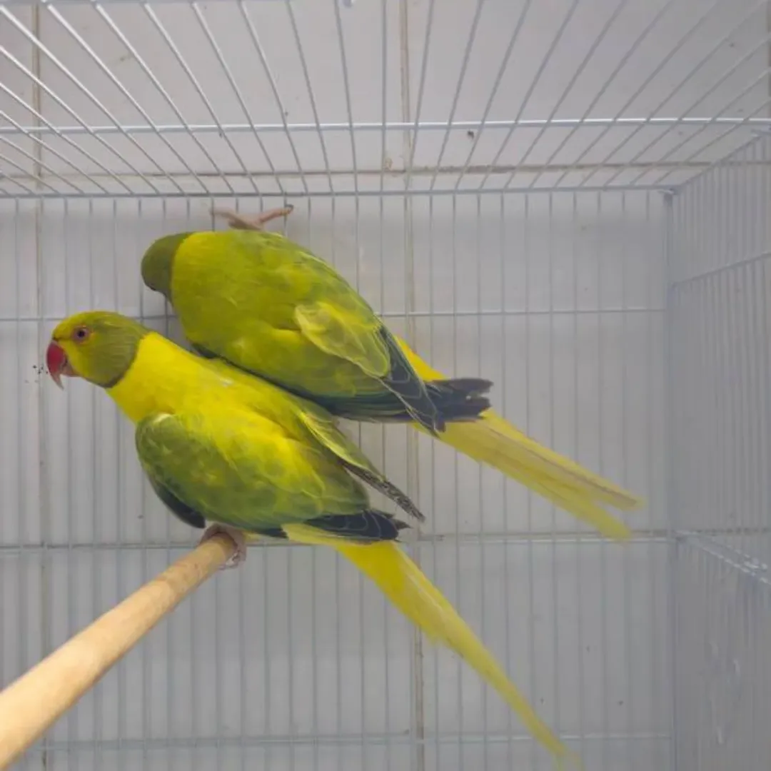 Parakeet breeders in Florida