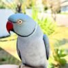 parakeet parrots for sale near me