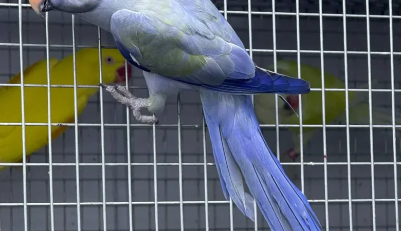 Parakeets for sale in Rhode Island
