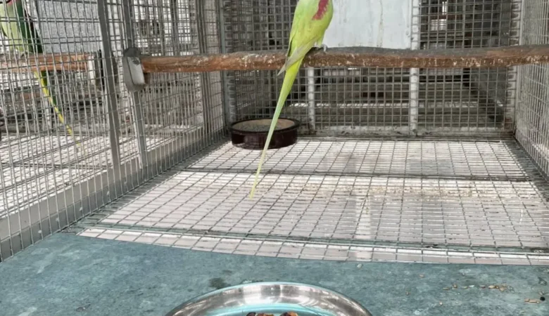 Parakeets for sale in Oregon