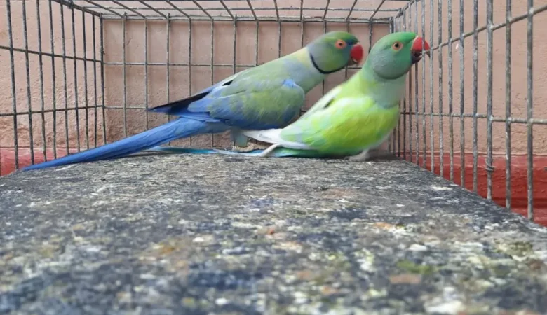 Parakeets for sale in New Mexico