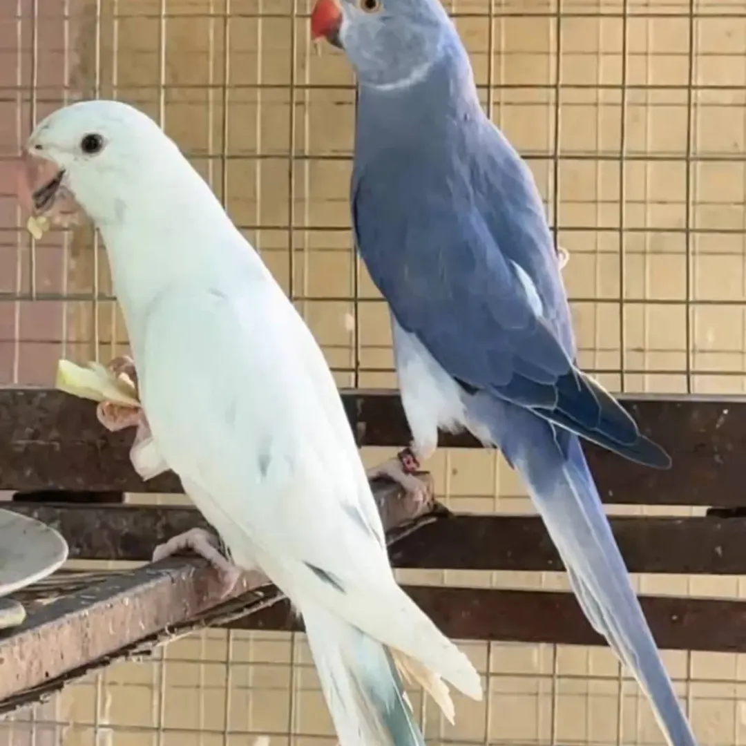 Parakeet breeders in New Jersey