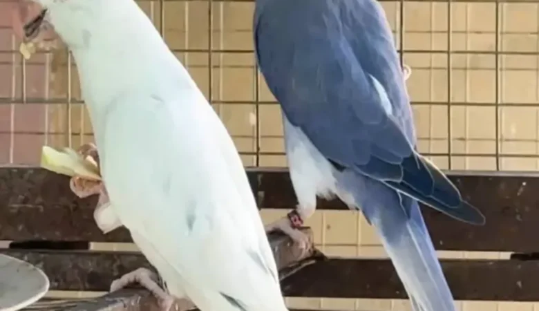 Parakeet parrots for sale in Utah