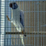 Is it normal for my parakeet to puff up their feathers, and how do I know if my parakeets is sick when they do this?