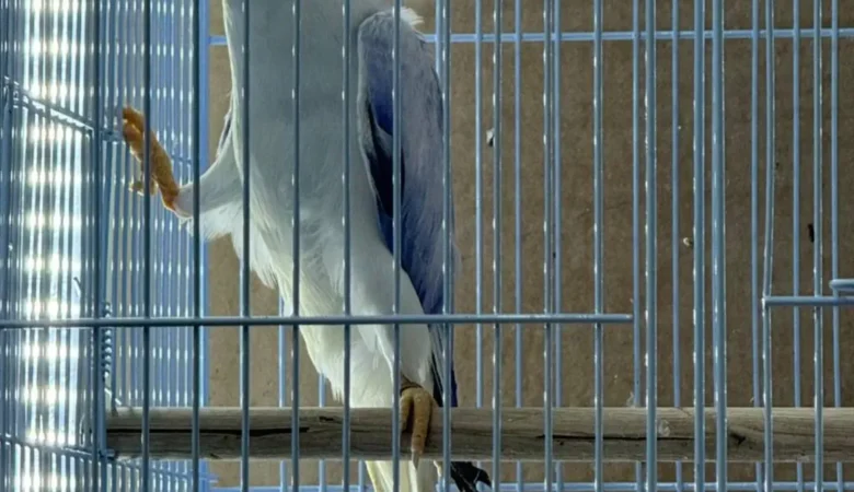 Parakeets for sale in North Carolina