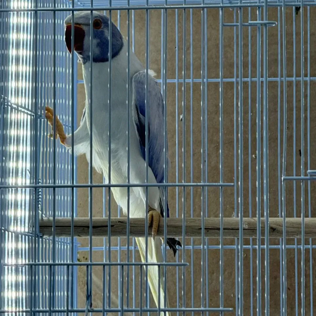 Parakeet parrots for sale in Vermont
