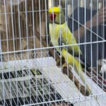 Can I leave fruits and vegetables in the cage all day for my parakeet to snack on?