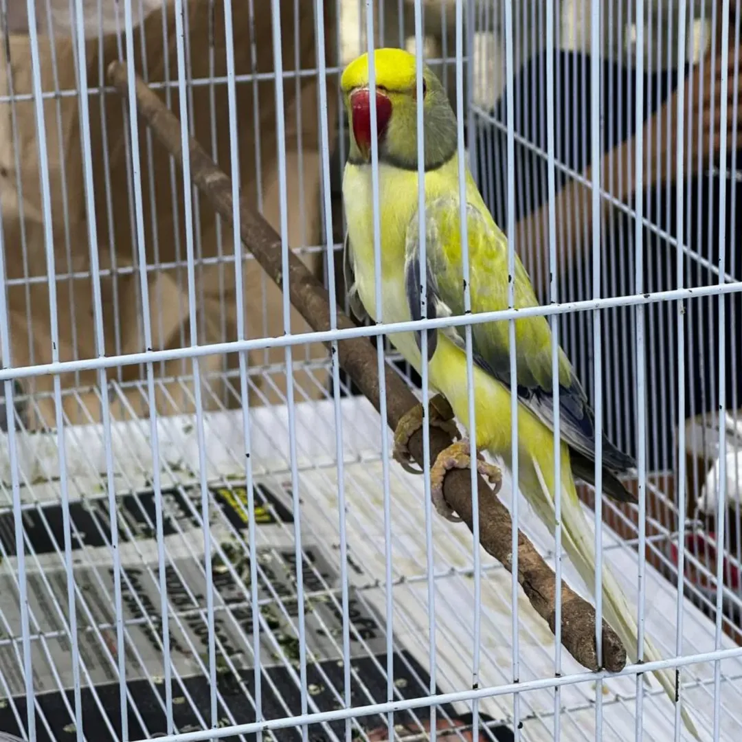 Parakeet breeders in Puerto Rico