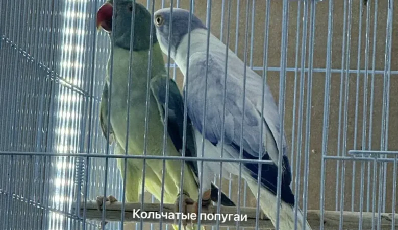 Parakeet breeders in North Carolina