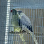 If my parakeet accidentally ate a small piece of something on the "toxic" list, what should I do?