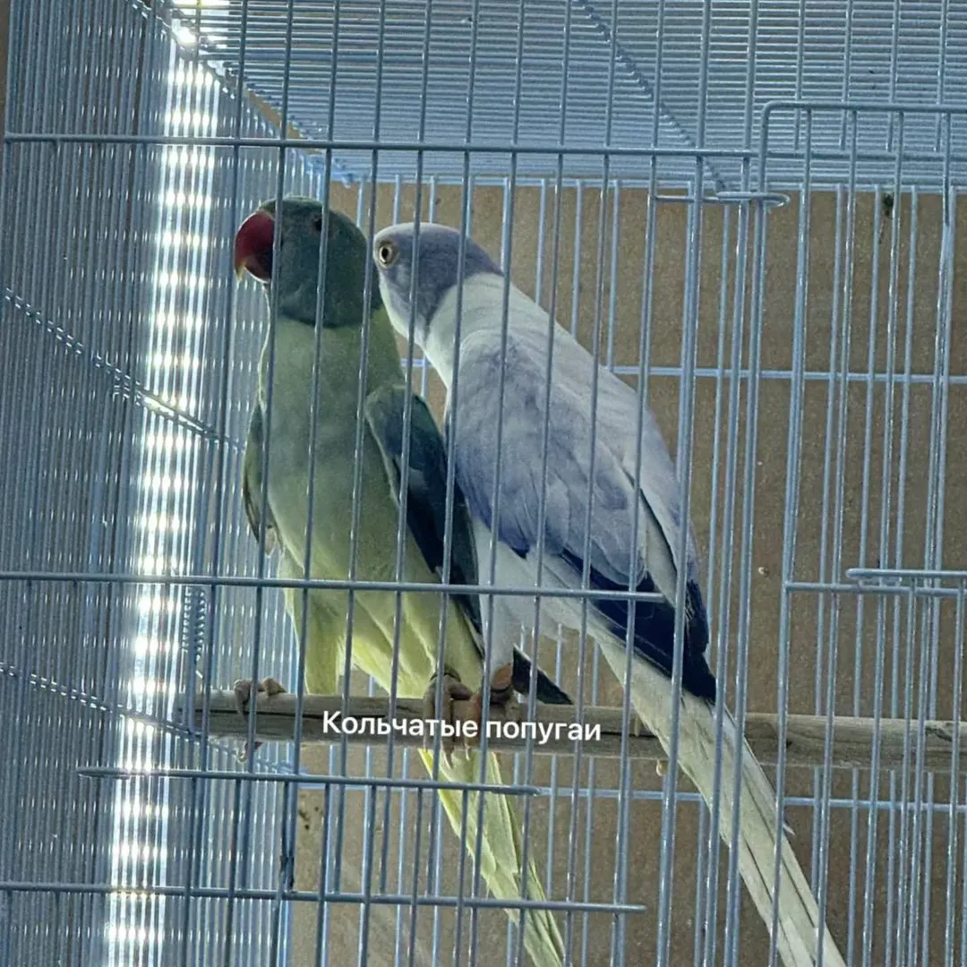 Parakeet breeders in United Arab Emirates
