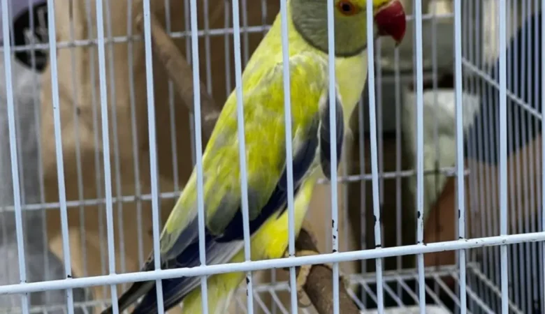 Parakeet breeders in North Dakota