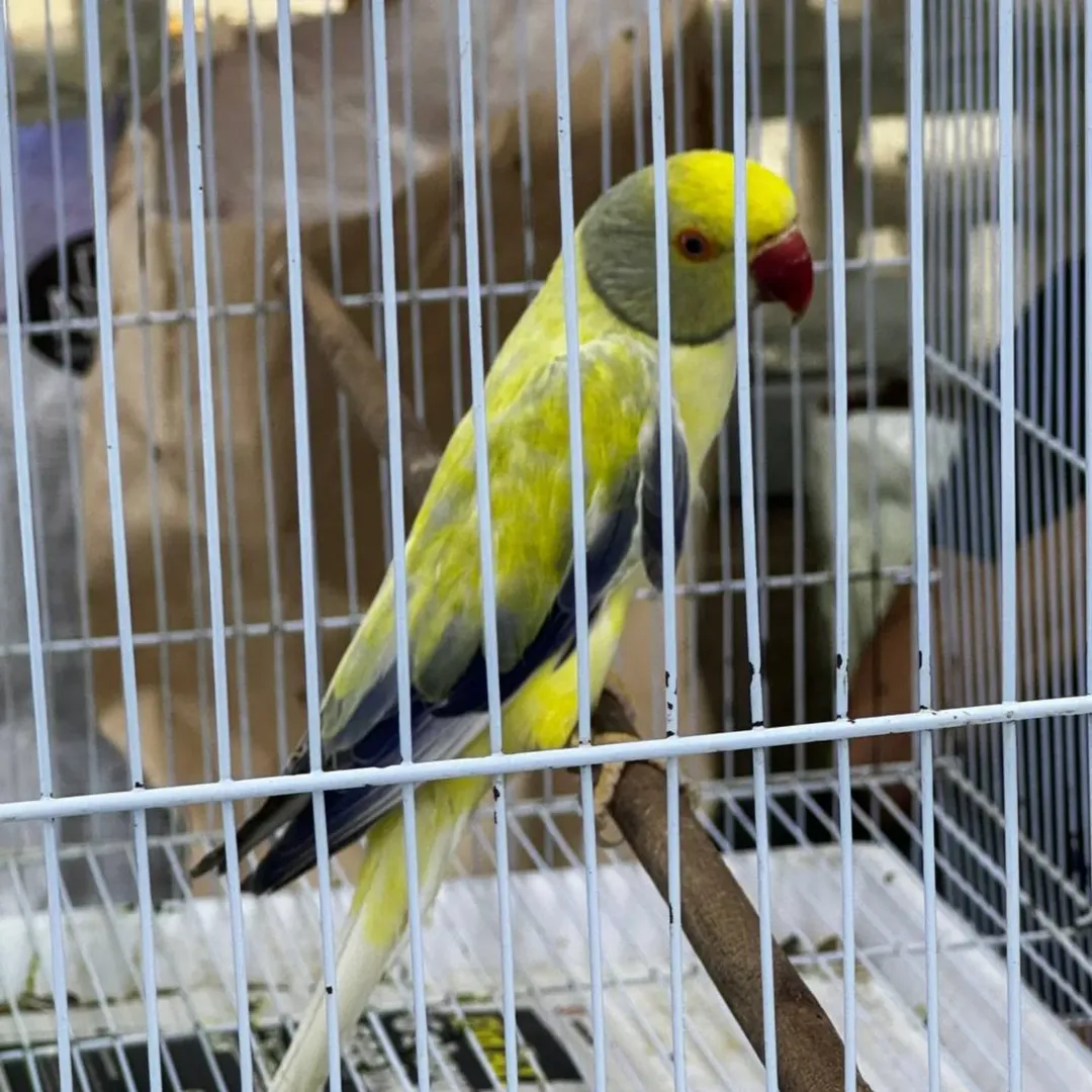 Parakeet breeders in North Dakota